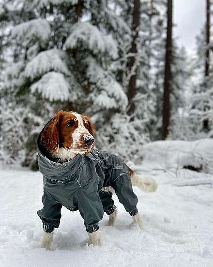 cane con cappotto impermeabile