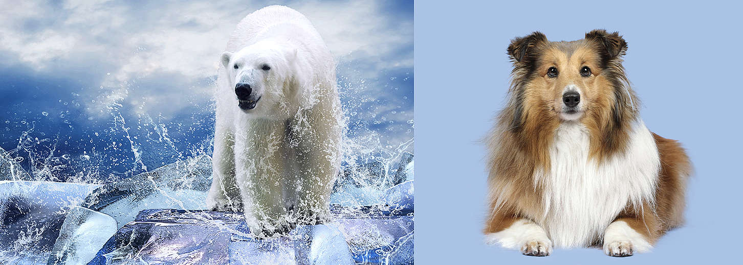 Hydro-boost Pet Conditioner
